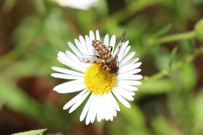  Cyllenia rustica (Rossi, 1790)