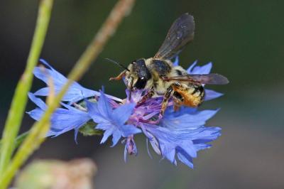  Megachile albisecta (Klug, 1817)