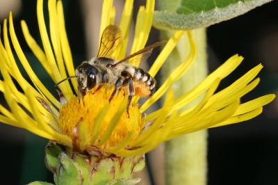  Megachile albisecta (Klug, 1817)