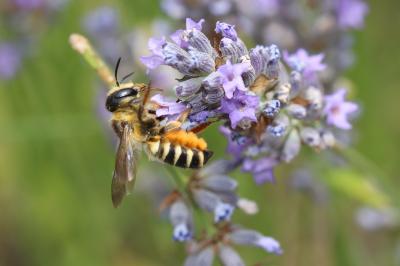  Megachile melanopyga Costa, 1863