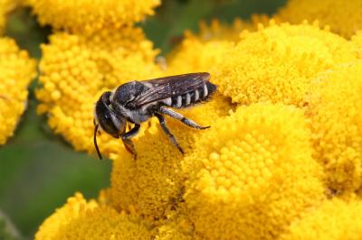 Megachile apicalis Spinola, 1808