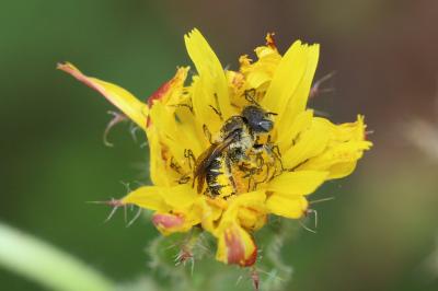  Osmia spinulosa (Kirby, 1802)