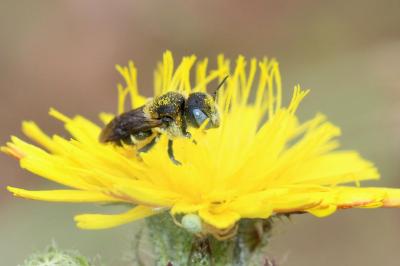  Osmia spinulosa (Kirby, 1802)