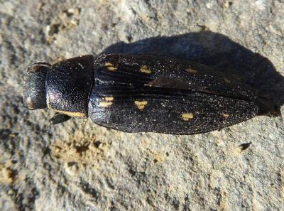  Buprestis octoguttata Linnaeus, 1758