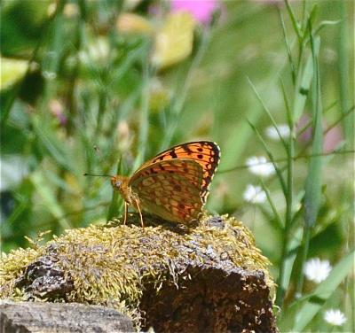 Chiffre (Le) Fabriciana niobe (Linnaeus, 1758)
