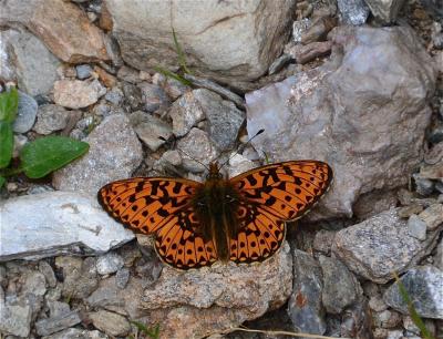 Grand collier argenté (Le), Nacré sagitté (Le) Boloria euphrosyne (Linnaeus, 1758)