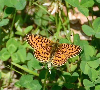 Petit Collier argenté (Le), Nacré fléché (Le) Boloria selene (Denis & Schiffermüller, 1775)