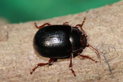  Chrysolina bankii (Fabricius, 1775)