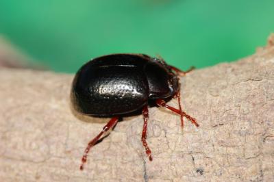  Chrysolina bankii (Fabricius, 1775)