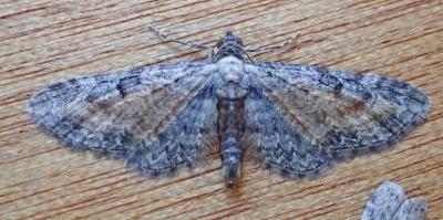 Eupithécie frappée (L') Eupithecia icterata (Villers, 1789)