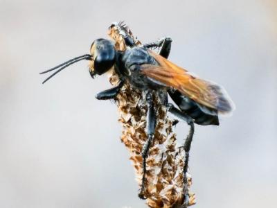  Prionyx subfuscatus (Dahlbom, 1845)