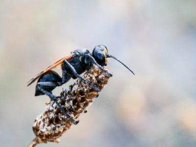  Prionyx subfuscatus (Dahlbom, 1845)