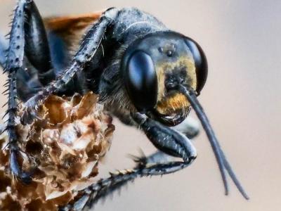  Prionyx subfuscatus (Dahlbom, 1845)