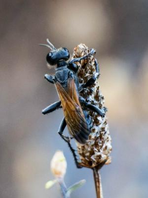  Prionyx subfuscatus (Dahlbom, 1845)