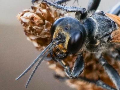  Prionyx subfuscatus (Dahlbom, 1845)