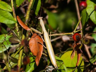 Mante religieuse Mantis religiosa (Linnaeus, 1758)