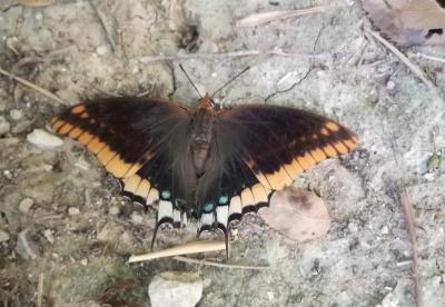Nymphale de l'Arbousier (La), Jason (Le), Pacha à  Charaxes jasius (Linnaeus, 1767)