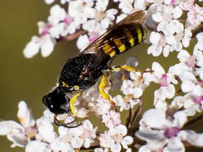 Lestica clypeata (Schreber, 1759)