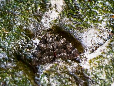 Conjointe (La) Catocala coniuncta (Esper, 1787)