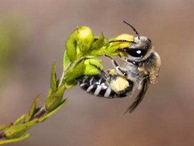  Colletes Latreille, 1802