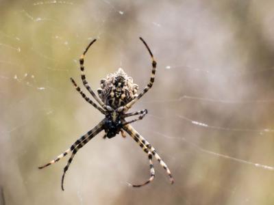  Argiope lobata (Pallas, 1772)