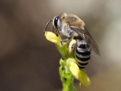  Colletes Latreille, 1802