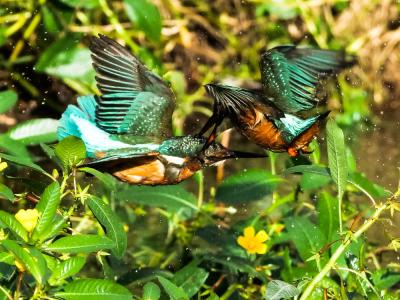 Martin-pêcheur d'Europe Alcedo atthis (Linnaeus, 1758)