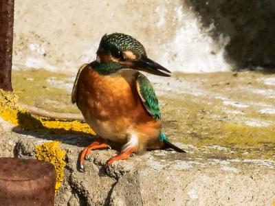 Martin-pêcheur d'Europe Alcedo atthis (Linnaeus, 1758)