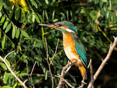 Martin-pêcheur d'Europe Alcedo atthis (Linnaeus, 1758)