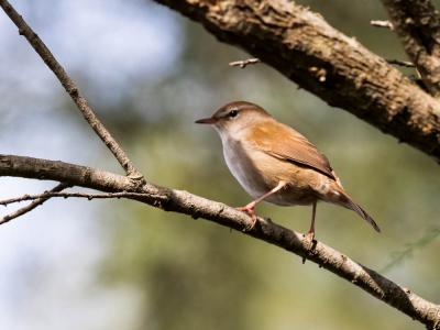 Bouscarle de Cetti Cettia cetti (Temminck, 1820)