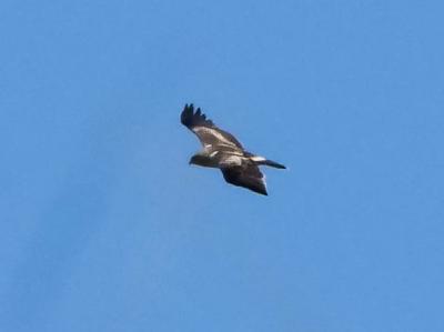 Aigle botté Hieraaetus pennatus (Gmelin, 1788)