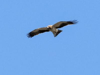Aigle botté Hieraaetus pennatus (Gmelin, 1788)