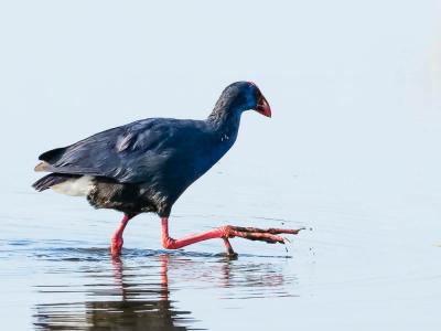 Poule sultane, Talève sultane, Porphyrion bleu Porphyrio porphyrio (Linnaeus, 1758)