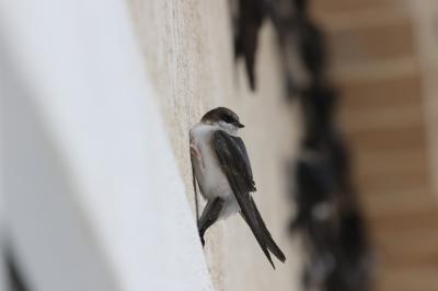 Hirondelle de fenêtre Delichon urbicum (Linnaeus, 1758)