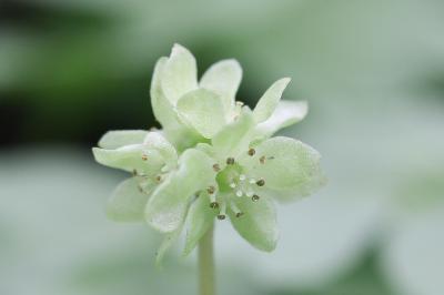 Moschatelline, Adoxe musquée Adoxa moschatellina L., 1753