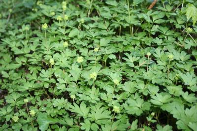 Moschatelline, Adoxe musquée Adoxa moschatellina L., 1753