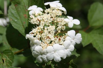 Viorne obier, Viorne aquatique Viburnum opulus L., 1753