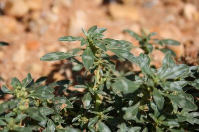 Amarante fausse-blette, Fausse Amarante Amaranthus blitoides S.Watson, 1877