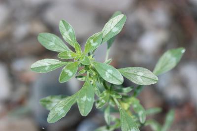 Amarante fausse-blette, Fausse Amarante Amaranthus blitoides S.Watson, 1877