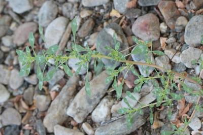 Amarante fausse-blette, Fausse Amarante Amaranthus blitoides S.Watson, 1877