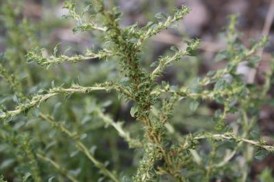 Amarante albus, Amarante blanche Amaranthus albus L., 1759
