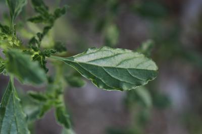 Amarante albus, Amarante blanche Amaranthus albus L., 1759