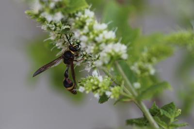  Delta unguiculatum (Villers, 1789)