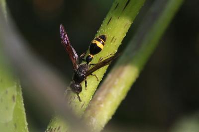  Discoelius zonalis (Panzer, 1801)
