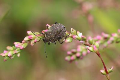 Punaise diabolique Halyomorpha halys (Stål, 1855)