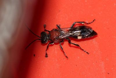  Oryttus concinnus (Rossi, 1790)