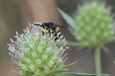  Philanthus triangulum (Fabricius, 1775)