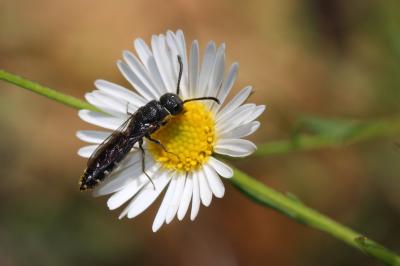  Sapygina decemguttata (Jurine, 1807)