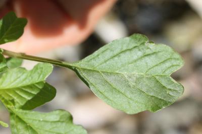 Amarante livide, Amarante Blite Amaranthus blitum L., 1753