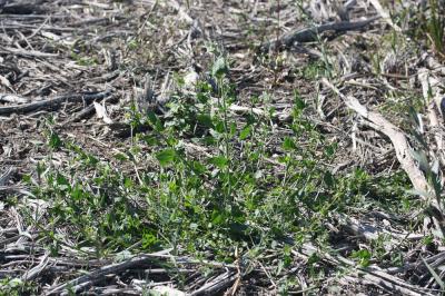 Arroche hastée Atriplex prostrata Boucher ex DC., 1805